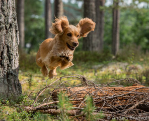 Foto Anders Brunvoll