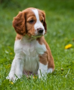 image003-redwelshcomp