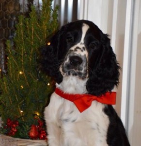 Birka - Engsoleias Alina Foto Berit Valstad-Aalmo