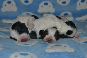 Valper Foto Kennel Cocoline