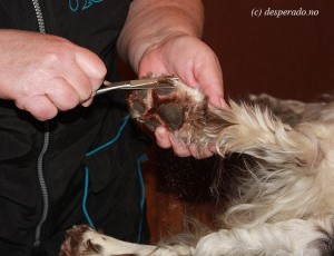 Kennel Desperado - pelsstell