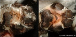 Kennel Desperado - poteklipp