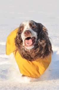 Bilde 14 Magni Stenen