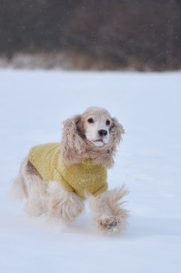 Bilde 15 Magni Stenen 2