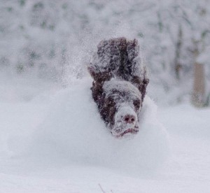 Bilde 17 Foto Hilde Stenbakk