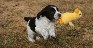 Bilde 19 Inger Handegård