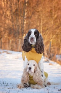 Bilde 22 Magni Stenen 3