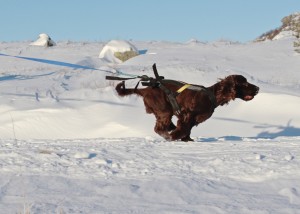Bilde 5 Eirik Selsaas 1