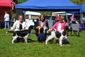 Illustrasjonsbilde Hovedutstillingen BIR og BIM valp engelsk springer spaniel