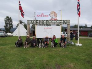 Spaniels som deltok i NM i blodspor 2016. Foto: Are Haukaas