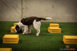 birk-smeller-kassesok Foto Pål Hodne