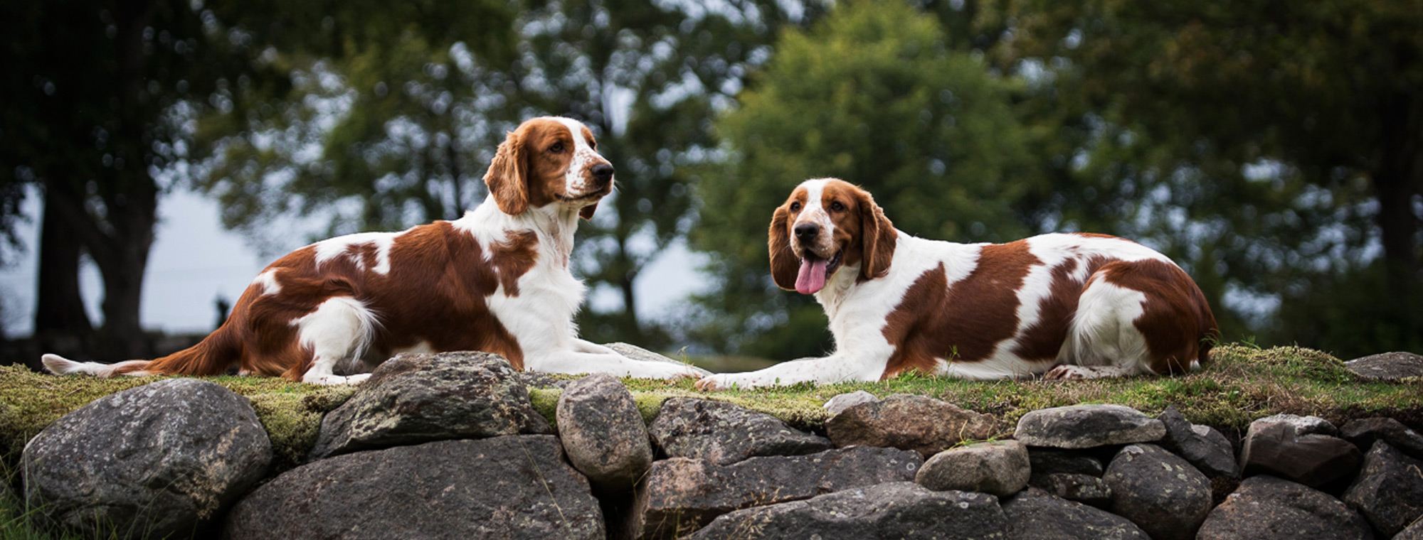 Welsh springer spaniel banner