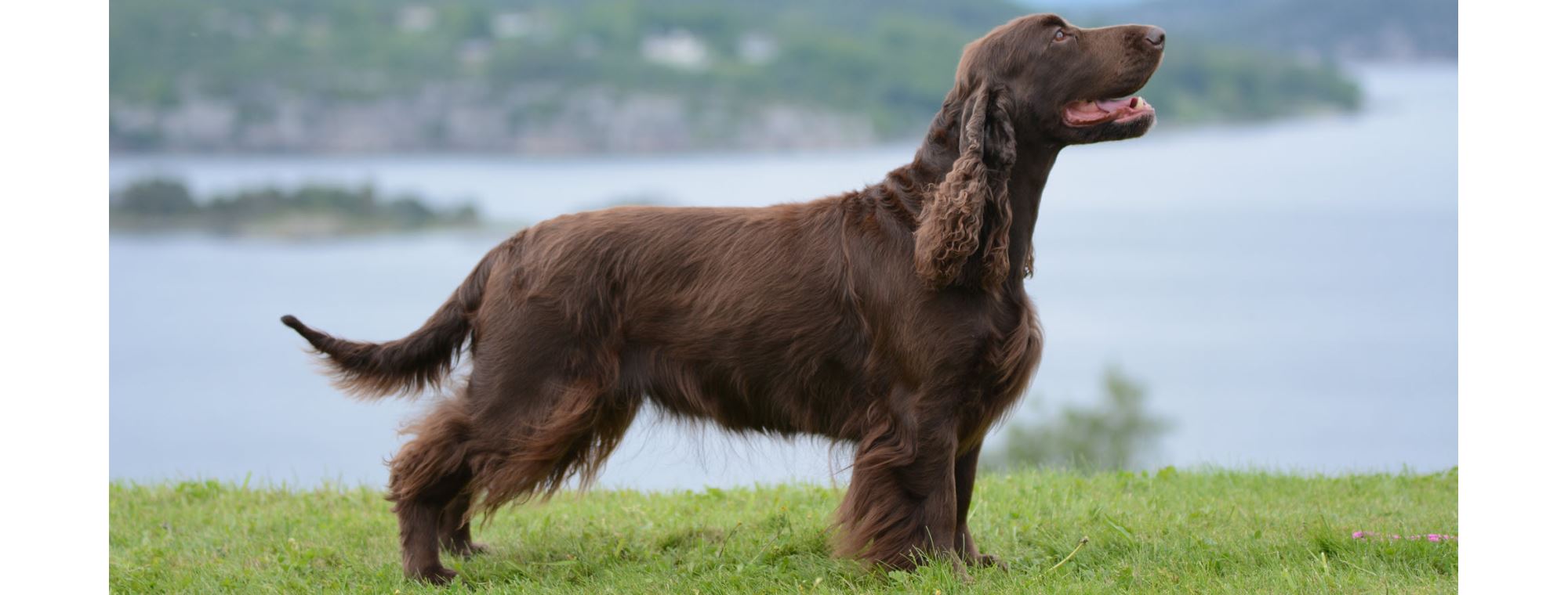 Field spaniel banner