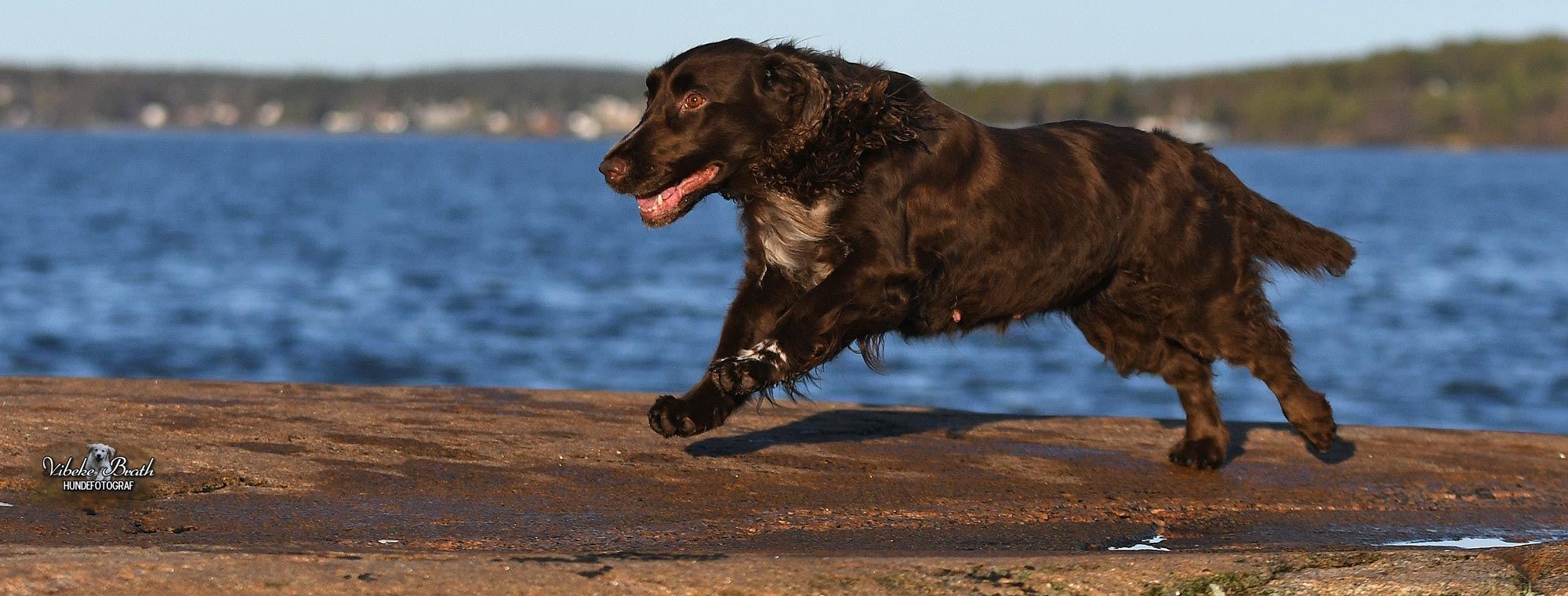 Field spaniel banner