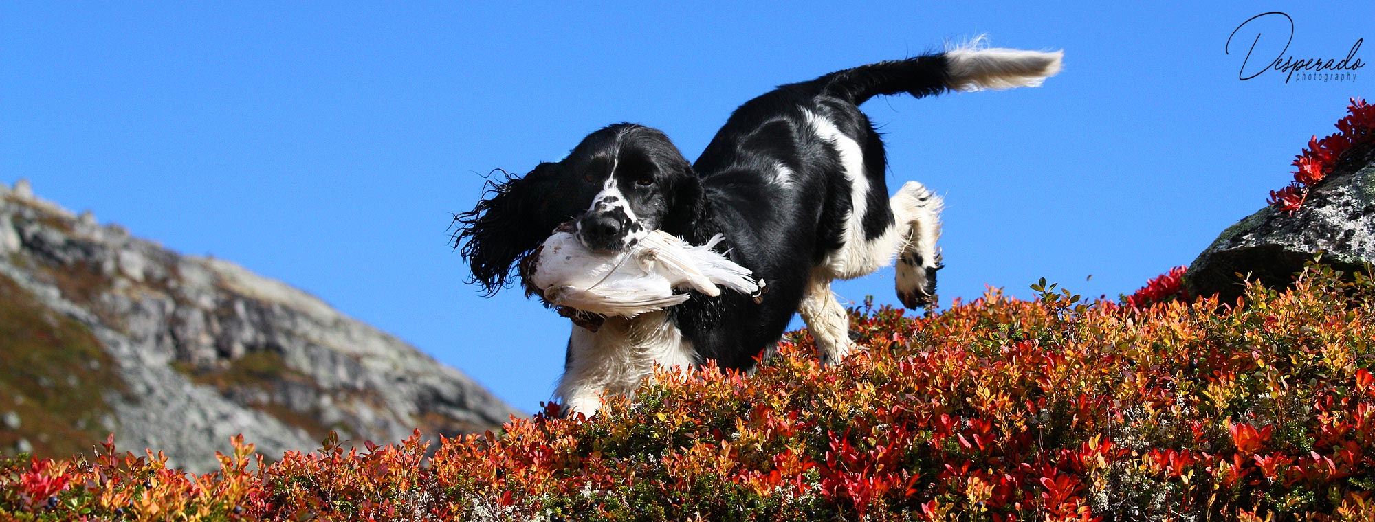 Spaniels er støtende fuglehunder banner