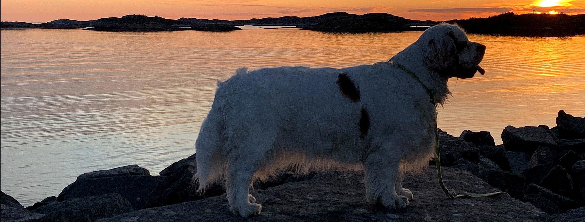 Clumber spaniel banner
