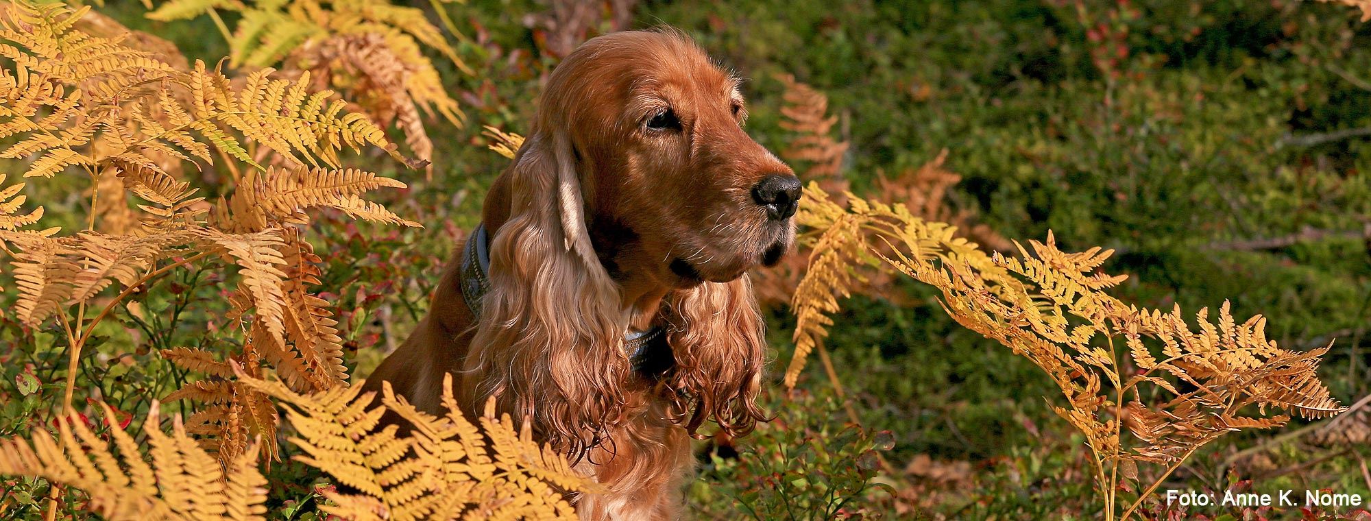 Cocker spaniel i høstskog banner