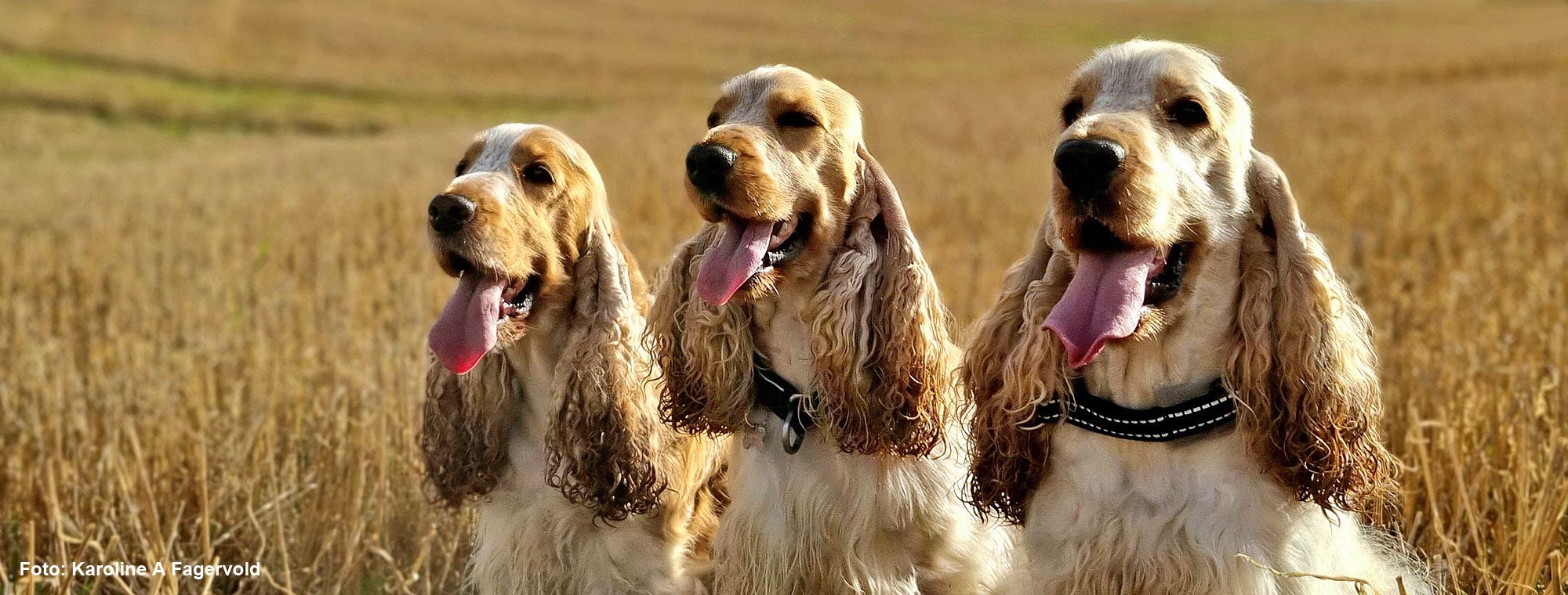 Cocker spaniel banner