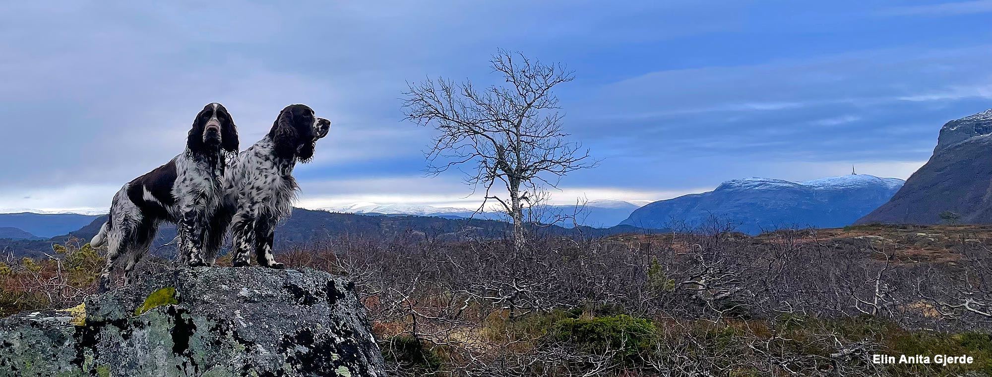 Engelsk springer spaniel banner