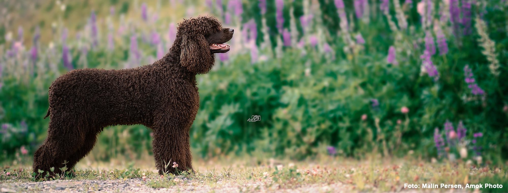 Irsk vannspaniel banner
