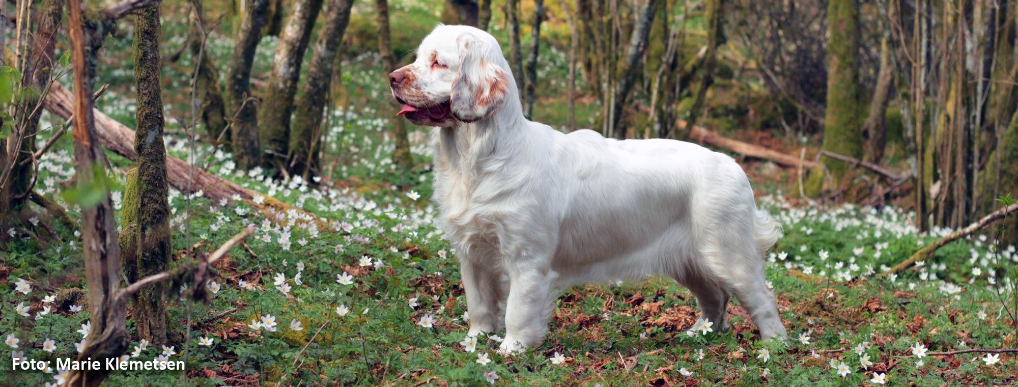 Clumber spaniel banner