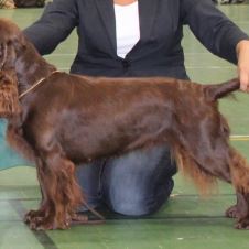 arets-mestvinnende-utstillingsspaniels-pr-22-juni