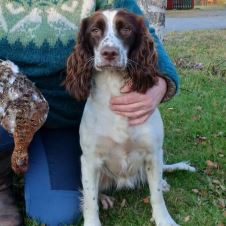 kennel-ostriana-venter-valper-engelsk-springer-spaniel