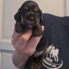kennel-neshpo-har-ledig-cocker-spaniel-valper-
