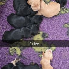 kennel-neshpo-har-ledig-cocker-spaniel-valper---