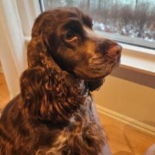 kennel-captain-rovetta-venter-valper