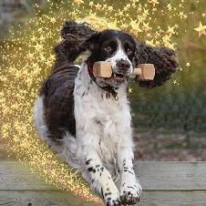 skjema-statutter-og-poengtabell-arets-brukshunder-2019