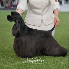 arets-mestvinnende-veteran-og-spaniel-2019