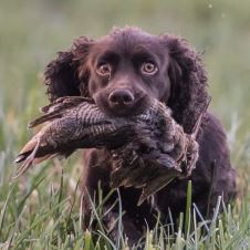 info-om-terminlister-jakt