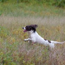 arets-mestvinnende-jaktspaniels-2024