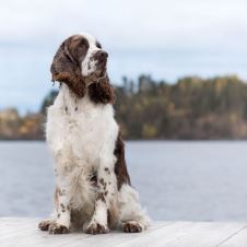ekstraordinart-arsmote-i-norsk-spaniel-klub-avd-nordland-12-8-17