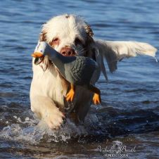 husk-pelsstellet-i-sommer