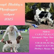 kennel-blubbys-planlegger-valpekull-engelsk-springer-spaniel