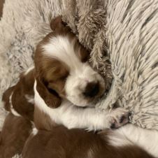 welsh-springer-spaniel-valper-til-salgs----