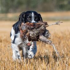 nm-i-spanieljakt-2017