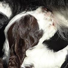 referat-fra-oppdretterkonferanser-2020