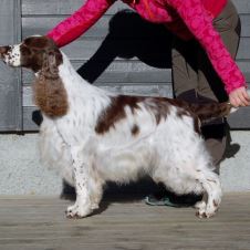 arets-mestvinnende-spaniels-2017