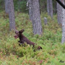 klar-for-start-til-nm-i-jakt-2024