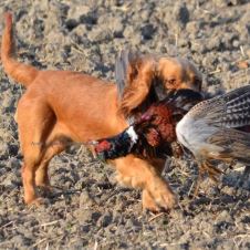 sterkt-resultat-i-svensk-unghundsderby