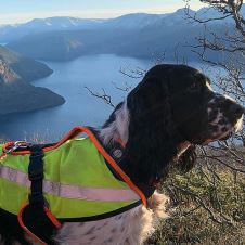 mestvinnende-brukshunder-2019