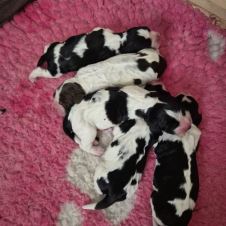 kennel-farola-s-venter-engelsk-springer-spaniel-valper-i-begynnelsen-av-ma