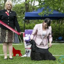 velkommen-til-hovedutstillingshelgen-2017