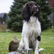 dokumenter-til-representantskapsmotet-2017