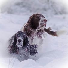 nsk-avd-buskerud-revitaliseres