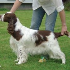 utstilling-i-odderoyhallen-i-agder-12-mars