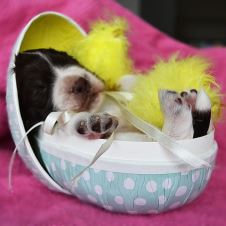 vinnere-av-paskefotokonkurransen